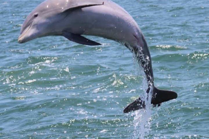 Desfrute de um emocionante cruzeiro de observação de golfinhos em Myrtle Beach, avistando a vida selvagem ao longo do Intracoastal Waterway, foto 7 | wizardtrip