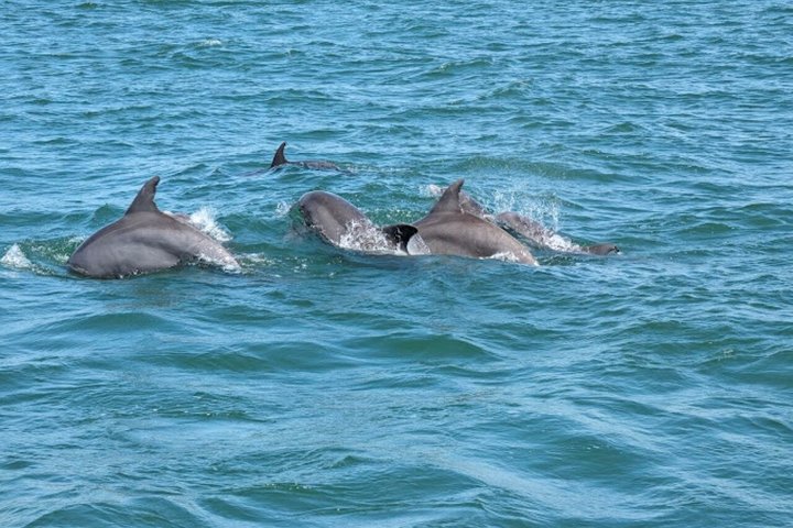 Desfrute de um emocionante cruzeiro de observação de golfinhos em Myrtle Beach, avistando a vida selvagem ao longo do Intracoastal Waterway, foto 8 | wizardtrip