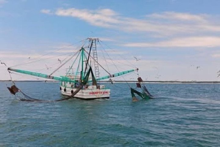 Desfrute de um emocionante cruzeiro de observação de golfinhos em Myrtle Beach, avistando a vida selvagem ao longo do Intracoastal Waterway, foto 9 | wizardtrip
