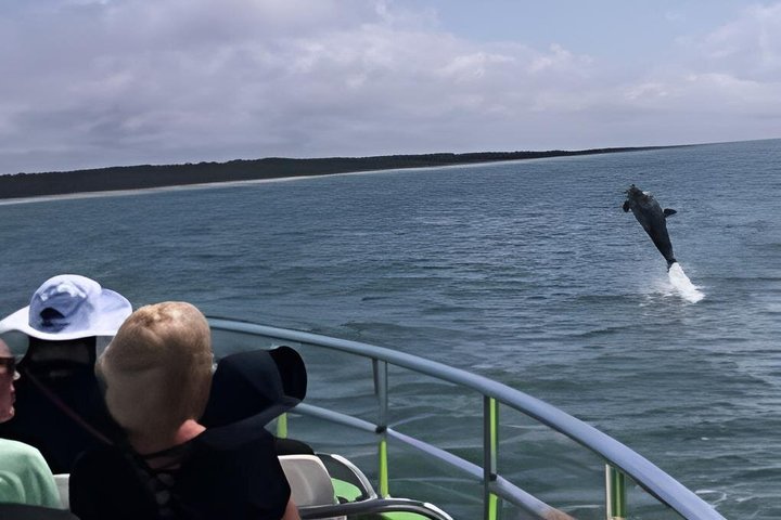 Desfrute de um emocionante cruzeiro de observação de golfinhos em Myrtle Beach, avistando a vida selvagem ao longo do Intracoastal Waterway, foto 11 | wizardtrip