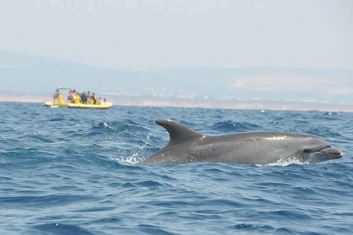 Tour en barco explorando las cuevas del Algarve y buscando delfines cerca de Albufeira, Portugal, foto 7 | wizardtrip