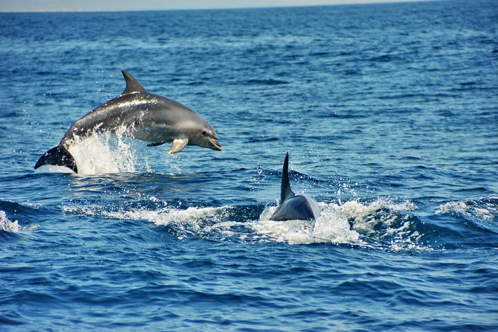 Profitez d'une excursion en bateau exaltante le long de la côte d'Albufeira, à la recherche de dauphins et à la découverte de grottes, photo 8 | wizardtrip
