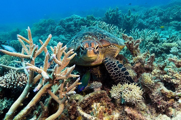 Verken het Great Barrier Reef met snorkel-, duik- en boottochten met glazen bodem vanuit Cairns, foto 6 | wizardtrip