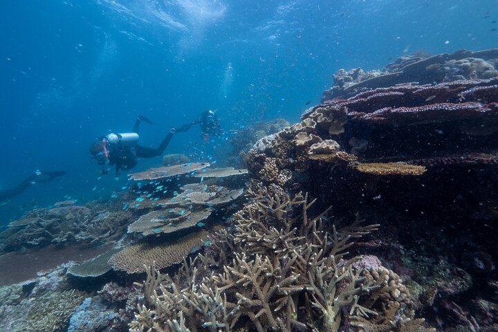 Verken het Great Barrier Reef met snorkel-, duik- en boottochten met glazen bodem vanuit Cairns, foto 9 | wizardtrip