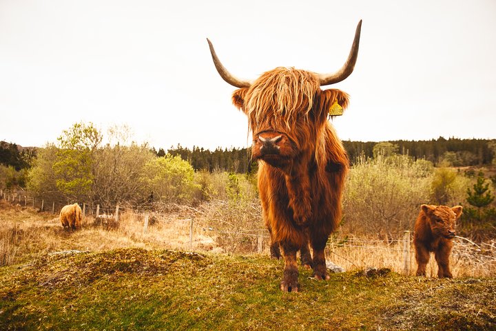 Tour in piccolo gruppo che esplora le Highlands scozzesi, Loch Ness, Glencoe e Pitlochry da Edimburgo, foto 15 | wizardtrip