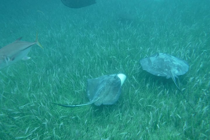 Disfruta de un día completo de navegación y snorkel alrededor de St. John y las Islas Vírgenes, foto 9 | wizardtrip