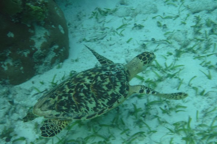 Disfruta de un día completo de navegación y snorkel alrededor de St. John y las Islas Vírgenes, foto 10 | wizardtrip