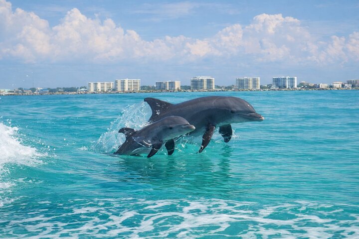 Destin Delfin Cruise | wizardtrip