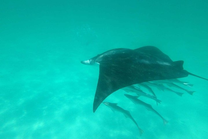 Delfinsafari i Destin, Florida, med katamaran og marint liv, foto 7 | wizardtrip