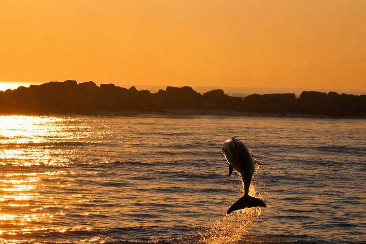Delfinsafari i Destin, Florida, med katamaran og marint liv, foto 9 | wizardtrip