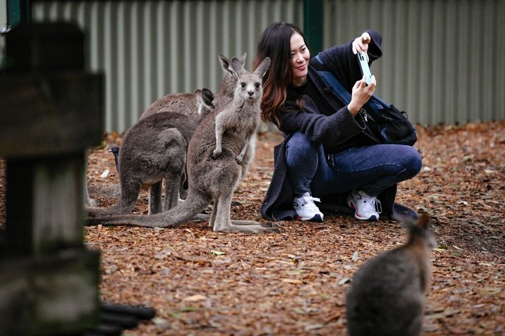 Excursion d'une journée dans les Blue Mountains depuis Sydney, avec des sites emblématiques, la faune et une croisière en ferry, photo 14 | wizardtrip