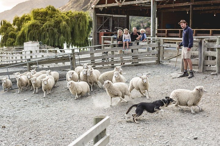 Malerische Kreuzfahrt über den Lake Wakatipu zur Walter Peak High Country Farm für BBQ-Mittagessen und Farm-Show, Foto 7 | wizardtrip