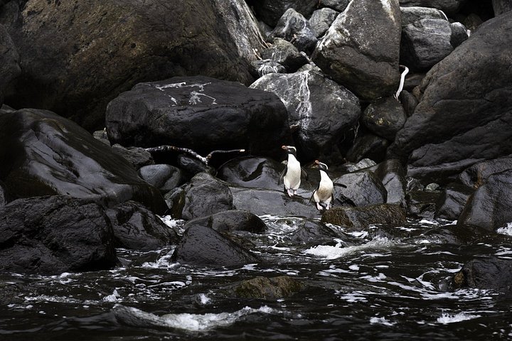 Malerische Kreuzfahrt durch den Milford Sound, Neuseeland, mit dramatischen Fjordlandschaften und Tierwelt, Foto 10 | wizardtrip