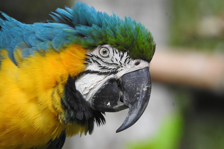Erleben Sie den Amazonas-Regenwald in Ecuador mit Wildtierbeobachtungen, geführten Wanderungen und kulturellen Besuchen im Tucan Lodge Cuyabeno, Foto 6 | wizardtrip