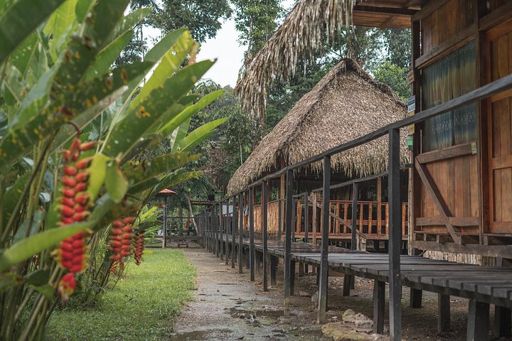 Erleben Sie den Amazonas-Regenwald in Ecuador mit Wildtierbeobachtungen, geführten Wanderungen und kulturellen Besuchen im Tucan Lodge Cuyabeno, Foto 12 | wizardtrip