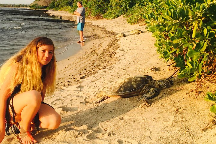 Explorez la côte de Kona avec des tortues marines, des sites historiques et des fermes de café sur Big Island, Hawaï, photo 8 | wizardtrip