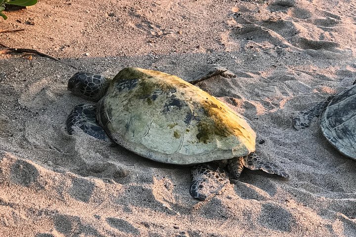 Explorez la côte de Kona avec des tortues marines, des sites historiques et des fermes de café sur Big Island, Hawaï, photo 12 | wizardtrip