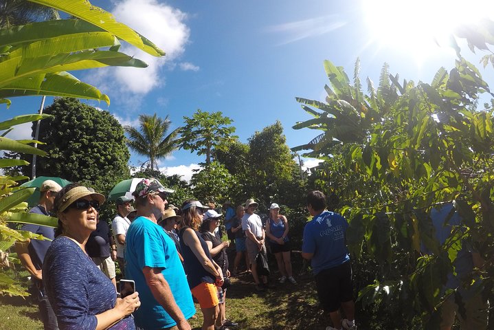 Explorez la côte de Kona avec des tortues marines, des sites historiques et des fermes de café sur Big Island, Hawaï, photo 14 | wizardtrip