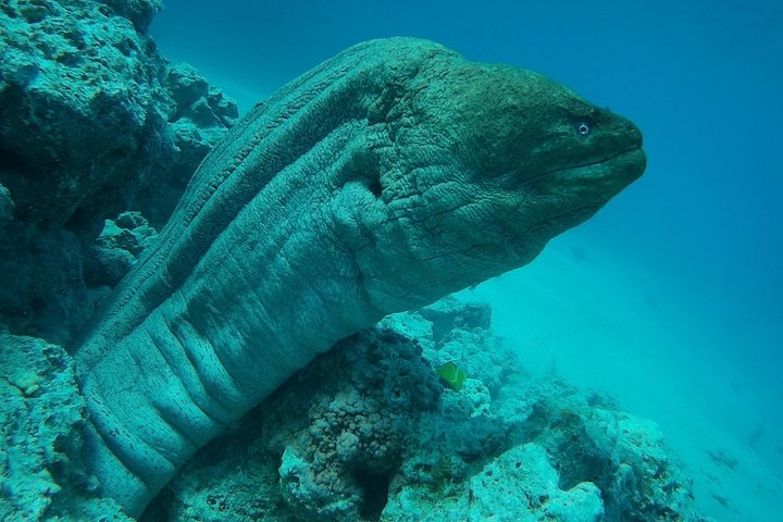 Crucero de lujo en yate en Hurgada con snorkel, visita a isla, deportes acuáticos y masaje a bordo, foto 20 | wizardtrip
