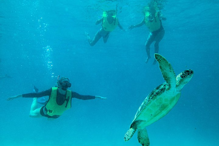 Snorkelavontuur in het Virgin Islands National Park aan boord van een catamaran, foto 13 | wizardtrip
