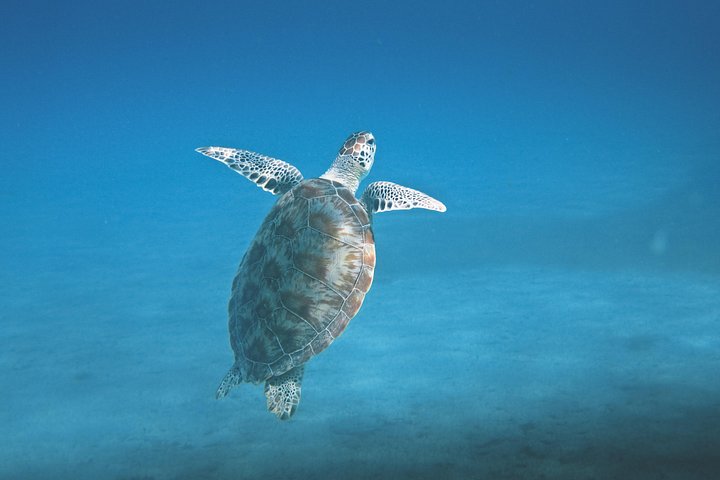 Snorkelavontuur in het Virgin Islands National Park aan boord van een catamaran, foto 15 | wizardtrip