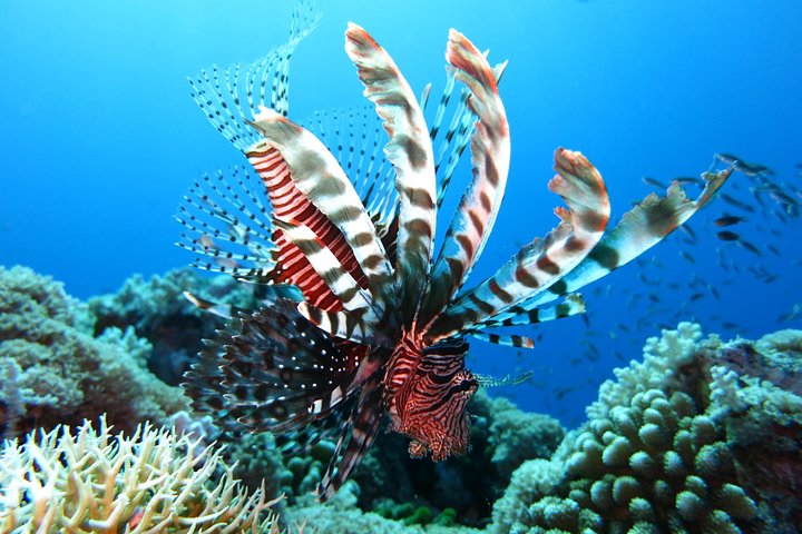 Snorkelavontuur in het Virgin Islands National Park aan boord van een catamaran, foto 16 | wizardtrip