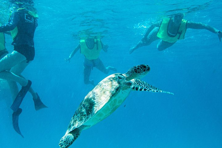 Snorkelavontuur in het Virgin Islands National Park aan boord van een catamaran, foto 22 | wizardtrip