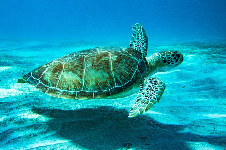 Snorkelavontuur in het Virgin Islands National Park aan boord van een catamaran, foto 23 | wizardtrip