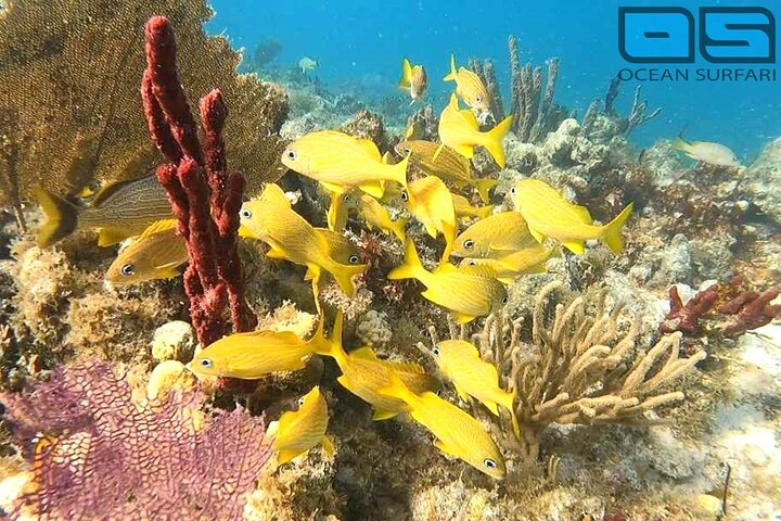 Snorkelavontuur in het Virgin Islands National Park aan boord van een catamaran, foto 24 | wizardtrip