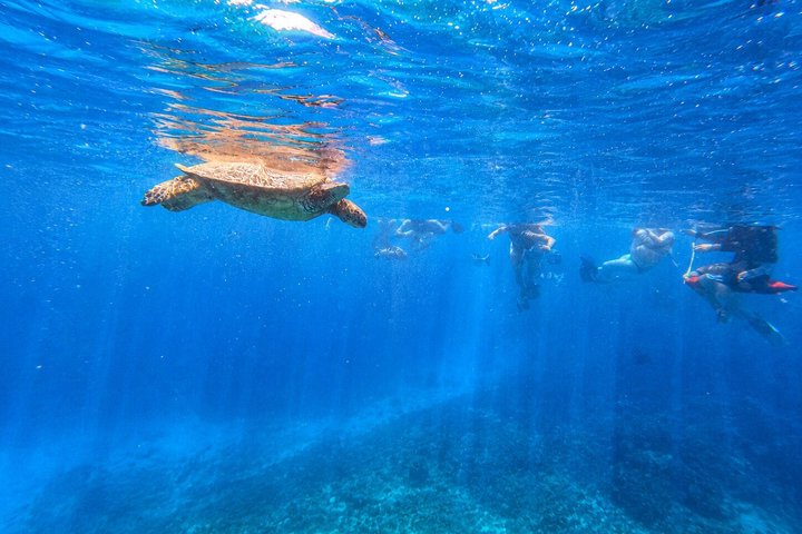 Waikiki: Boottocht met kleine groep voor schildpadden kijken | wizardtrip