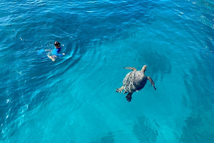 Small group snorkeling tour in Oahu, Hawaii, with sea turtles and tropical fish, photo 7 | wizardtrip