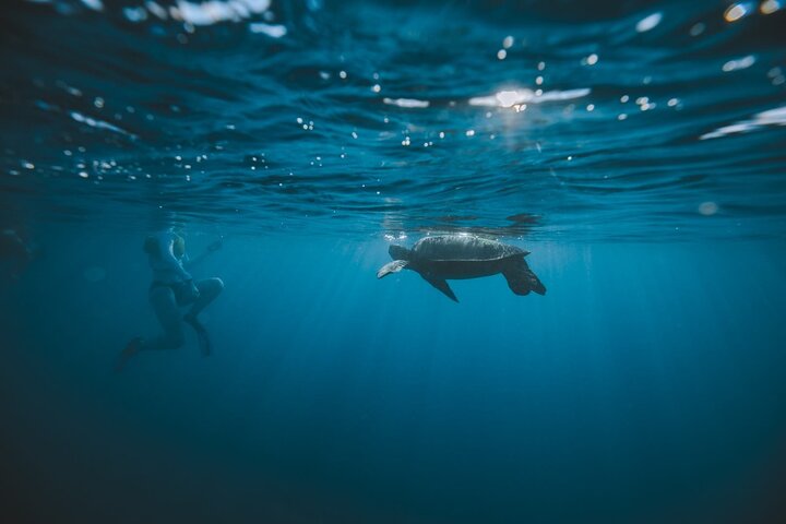 Small group snorkeling tour in Oahu, Hawaii, with sea turtles and tropical fish, photo 9 | wizardtrip