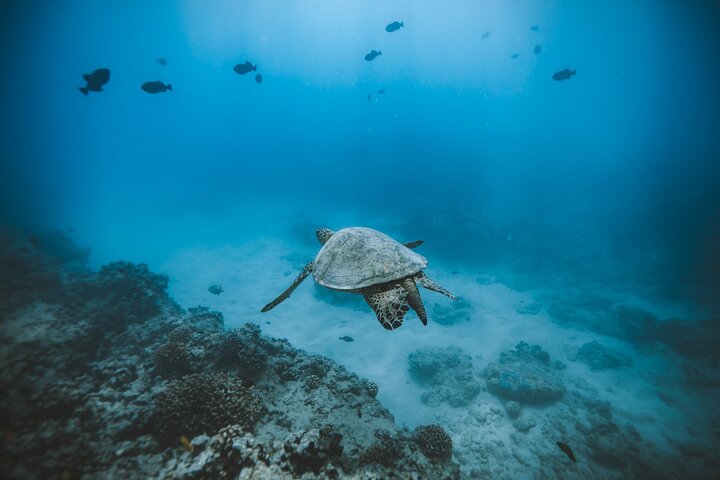 Small group snorkeling tour in Oahu, Hawaii, with sea turtles and tropical fish, photo 10 | wizardtrip