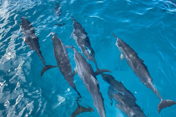 Small group snorkeling tour in Oahu, Hawaii, with sea turtles and tropical fish, photo 11 | wizardtrip