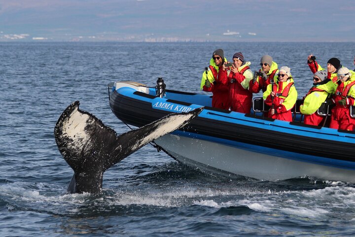 Safari Baleines & Macareux en Speedboat depuis Húsavík | wizardtrip