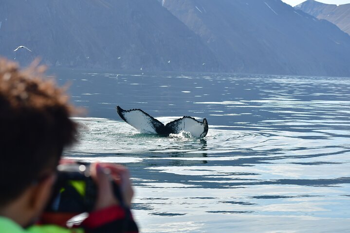 Visite d'observation des baleines en speedboat à Húsavík, Islande, à la recherche de baleines et de macareux, photo 8 | wizardtrip