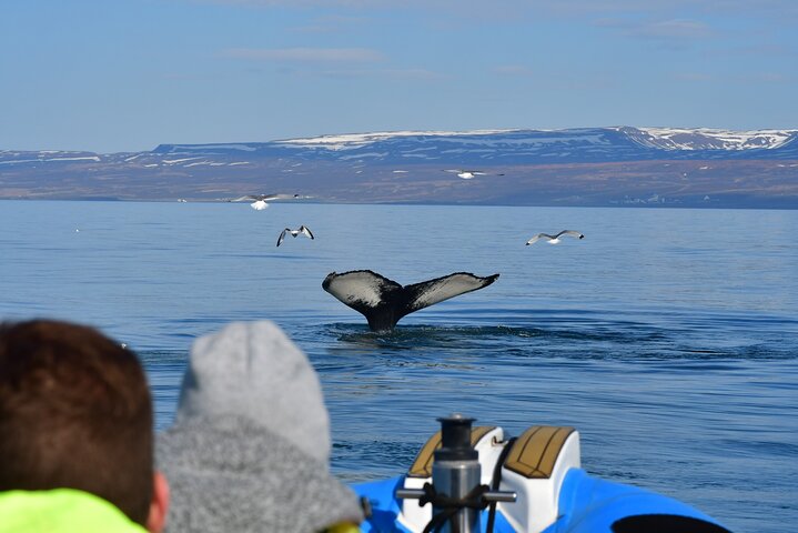 Visite d'observation des baleines en speedboat à Húsavík, Islande, à la recherche de baleines et de macareux, photo 9 | wizardtrip