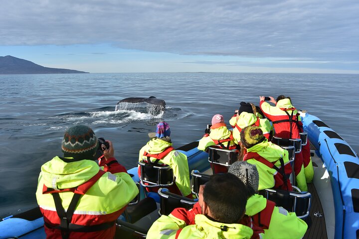Visite d'observation des baleines en speedboat à Húsavík, Islande, à la recherche de baleines et de macareux, photo 11 | wizardtrip