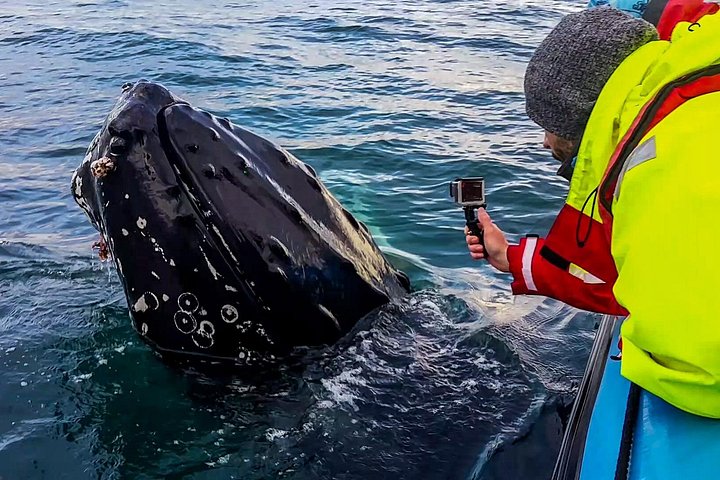 Visite d'observation des baleines en speedboat à Húsavík, Islande, à la recherche de baleines et de macareux, photo 12 | wizardtrip