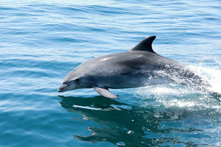 Speedboottocht langs de Benagil-grotten en de kust van de Algarve in Portimão, foto 23 | wizardtrip