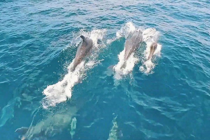 Speedboottocht langs de Benagil-grotten en de kust van de Algarve in Portimão, foto 24 | wizardtrip