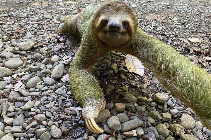 Parque Nacional Manuel Antonio: Tour Guiado con Entrada Incluida | wizardtrip