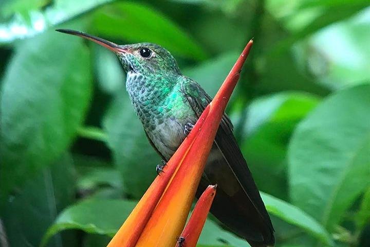 Guidet tur i Manuel Antonio Nationalpark, Costa Rica, med dyreliv og naturskønne udsigter, foto 9 | wizardtrip