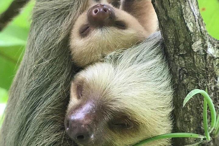 Guidet tur i Manuel Antonio Nationalpark, Costa Rica, med dyreliv og naturskønne udsigter, foto 10 | wizardtrip