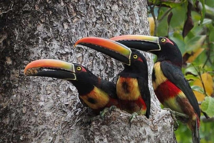 Guidet tur i Manuel Antonio Nationalpark, Costa Rica, med dyreliv og naturskønne udsigter, foto 11 | wizardtrip