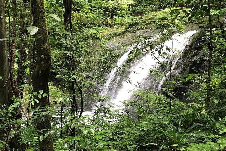 Guidet tur i Manuel Antonio Nationalpark, Costa Rica, med dyreliv og naturskønne udsigter, foto 12 | wizardtrip