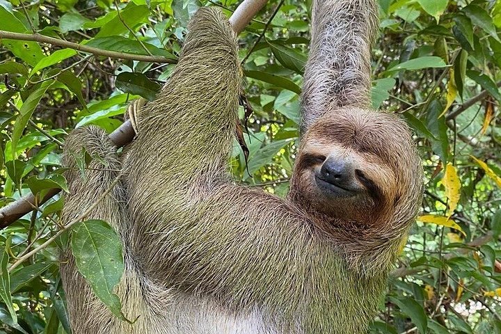 Guidet tur i Manuel Antonio Nationalpark, Costa Rica, med dyreliv og naturskønne udsigter, foto 13 | wizardtrip