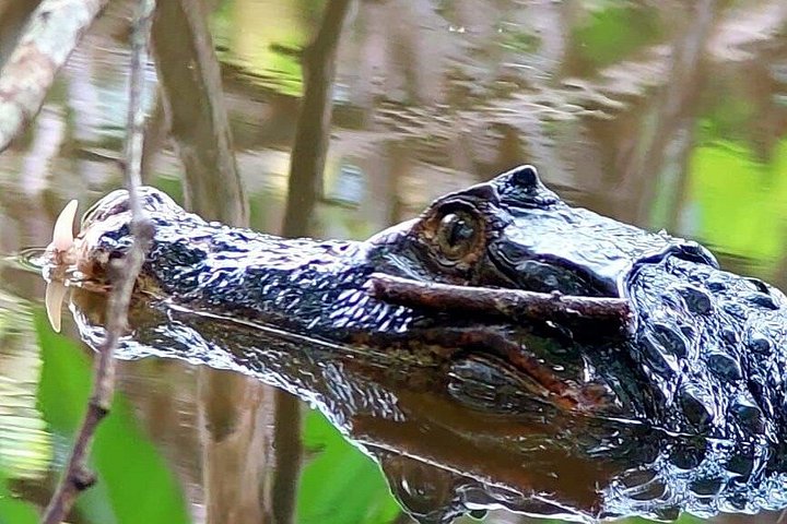 Guidet tur i Manuel Antonio Nationalpark, Costa Rica, med dyreliv og naturskønne udsigter, foto 14 | wizardtrip