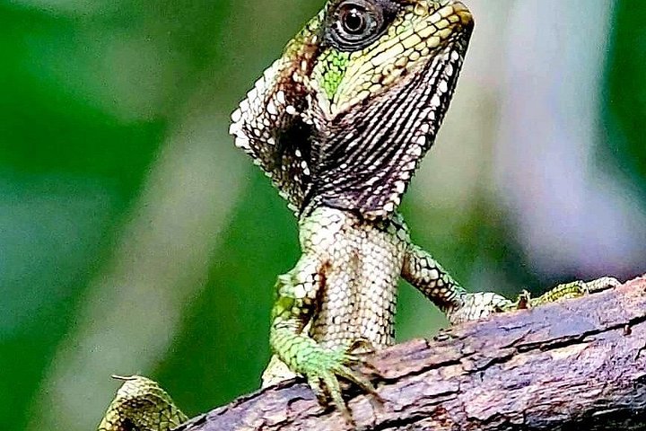Guidet tur i Manuel Antonio Nationalpark, Costa Rica, med dyreliv og naturskønne udsigter, foto 15 | wizardtrip