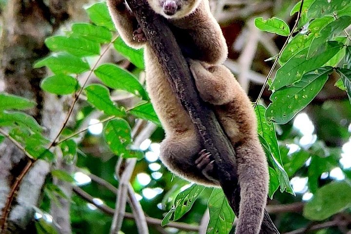 Guidet tur i Manuel Antonio Nationalpark, Costa Rica, med dyreliv og naturskønne udsigter, foto 16 | wizardtrip